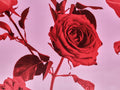 Belle Viscose ECOVERO™ Satin