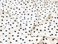 Vivian Spot Viscose Crepe - Ivory