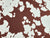 Jessie Cow Print Denim